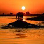 Learn Tswana Online - Level 1