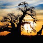 Learn Zulu Online - Level 1